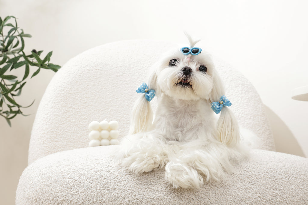 GLAM Accessori per capelli per animali clip e elastico - Blu