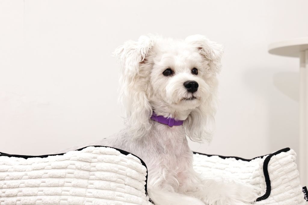 KEEP CALM Calming pheromone collar set for DOGS - 4 pcs