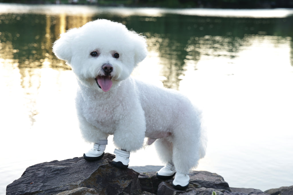 FLEXI SHOES Dog - White edition