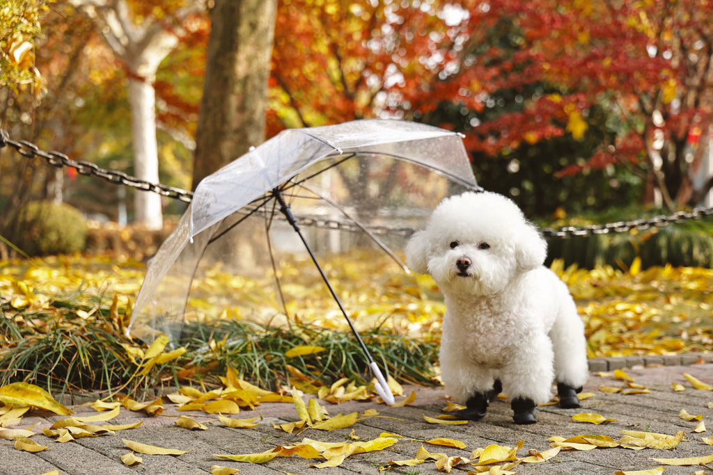 RAINY DAY Dog shoes Black