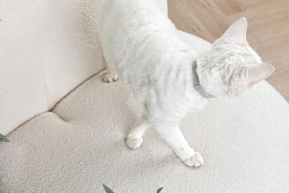 KEEP CALM - Collare con feromoni calmanti per gatti 1 pz