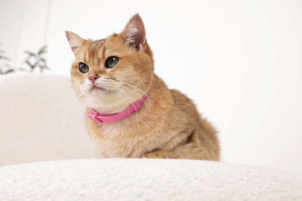 KEEP CALM - Set di collari con feromoni calmanti per gatti 4 pz