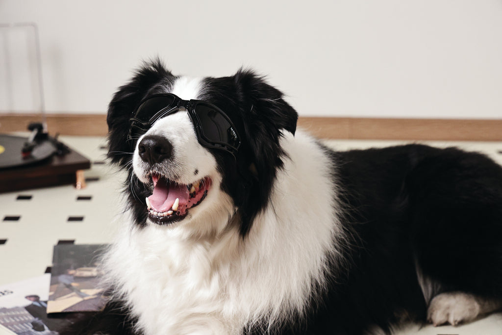 SUNNY Occhiali per cani TRAILBLAZER