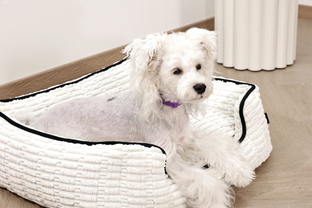KEEP CALM Calming pheromone collar set for DOGS - 4 pcs