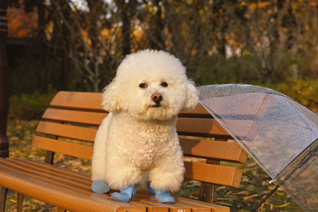 RAINY DAY Dog shoes Blue