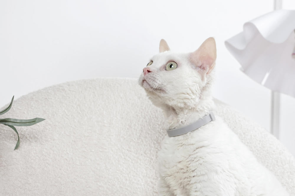 KEEP CALM - Collare con feromoni calmanti per gatti 1 pz