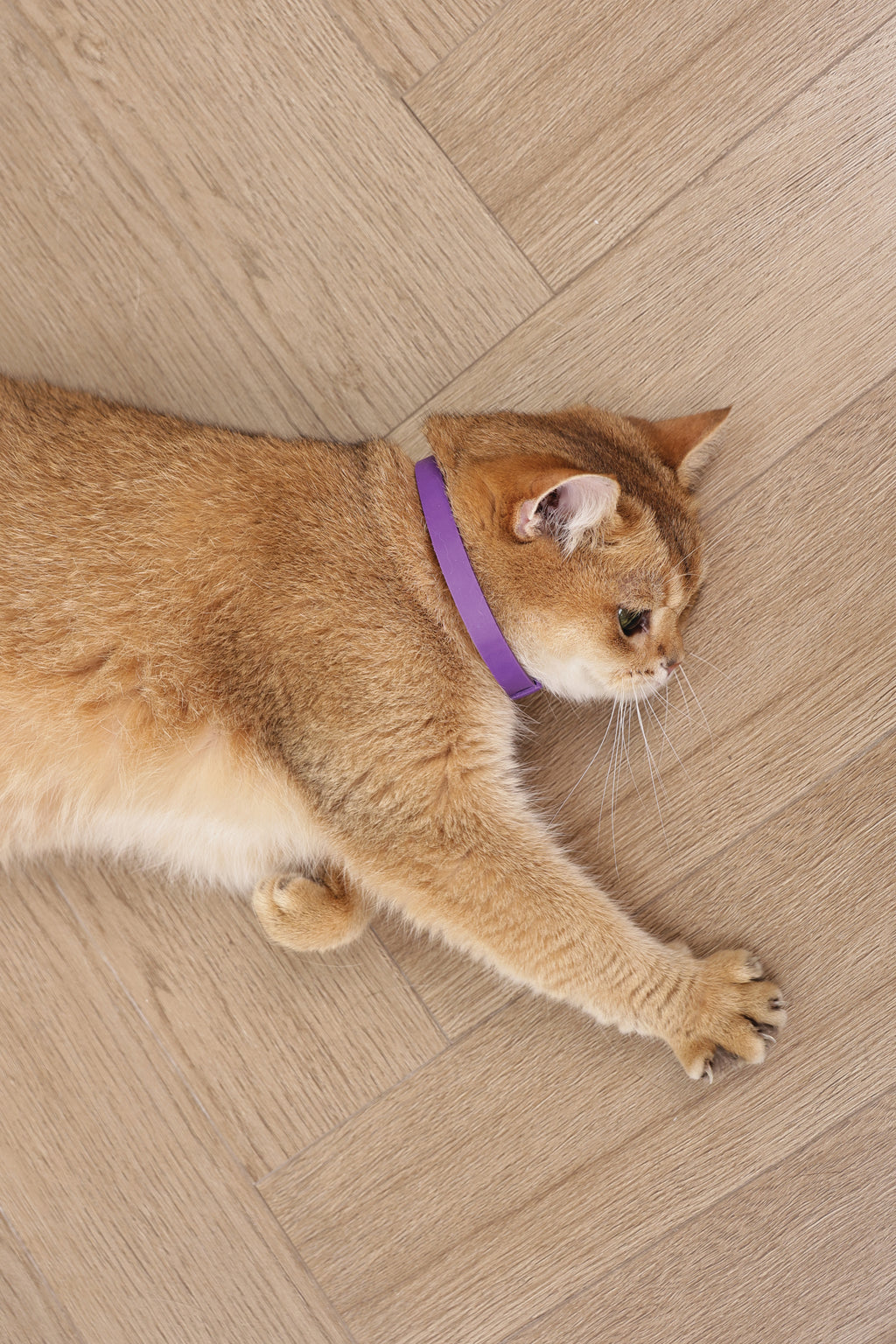 KEEP CALM - Set di collari con feromoni calmanti per gatti 4 pz