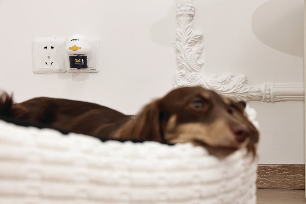 KEEP CALM Calming Pheromone diffuser for DOGS - UK Standard 48ml