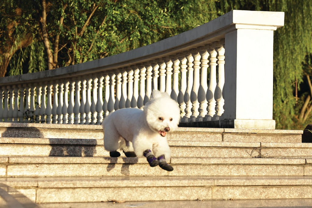 FLEXI SHOES Dog - Purple edition