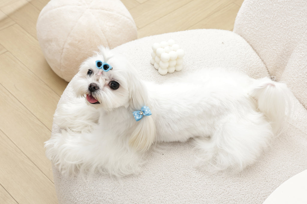 GLAM Accessori per capelli per animali clip e elastico - Blu