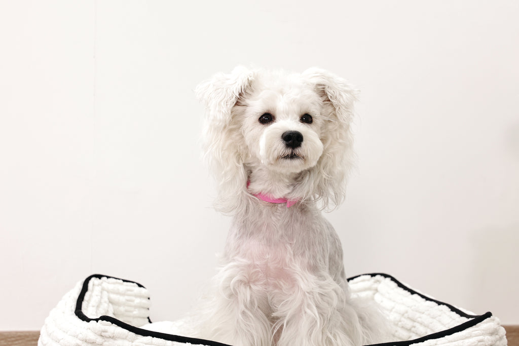 KEEP CALM Calming pheromone collar set for DOGS - 4 pcs