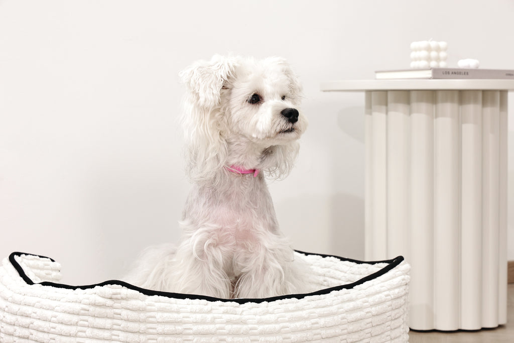 KEEP CALM Calming pheromone collar set for DOGS - 4 pcs