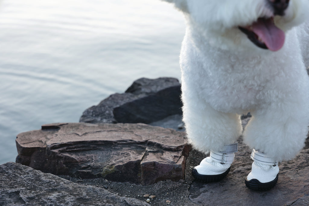 FLEXI SHOES Dog - White edition