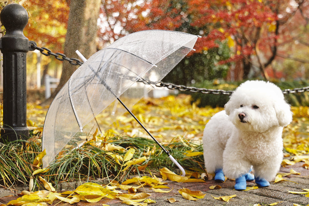 RAINY DAY Dog shoes Blue