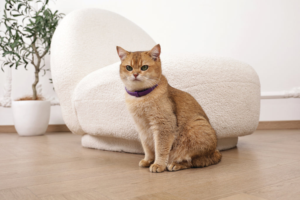 KEEP CALM - Set di collari con feromoni calmanti per gatti 4 pz