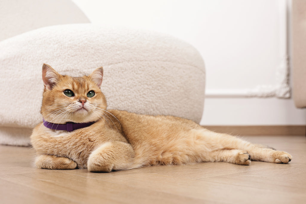 KEEP CALM - Set di collari con feromoni calmanti per gatti 4 pz