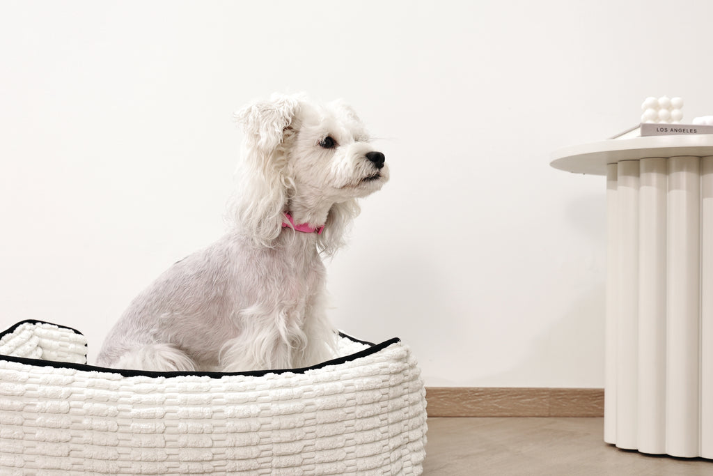 KEEP CALM Calming pheromone collar set for DOGS - 4 pcs