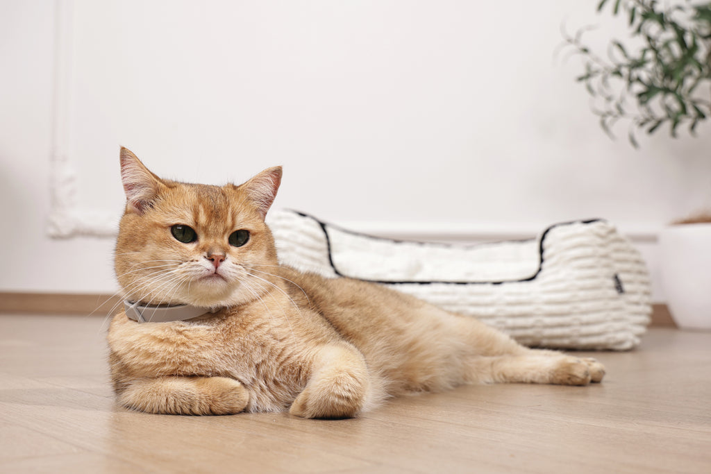 KEEP CALM - Set di collari con feromoni calmanti per gatti 4 pz