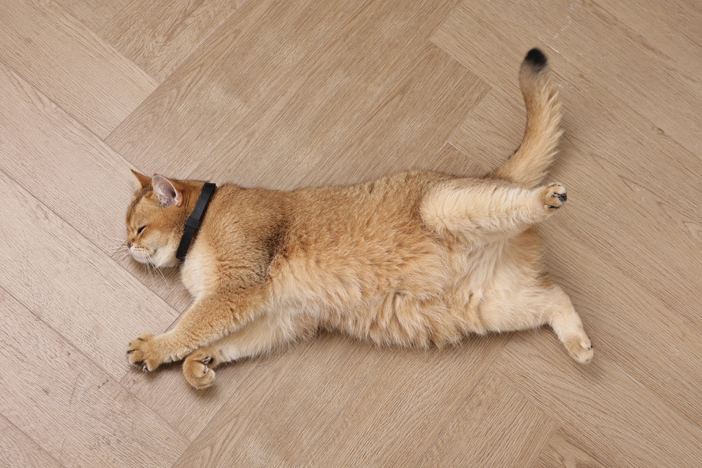 KEEP CALM - Set di collari con feromoni calmanti per gatti 4 pz