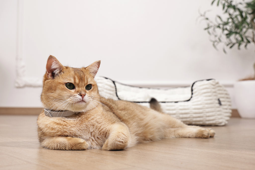 KEEP CALM - Collare con feromoni calmanti per gatti 1 pz