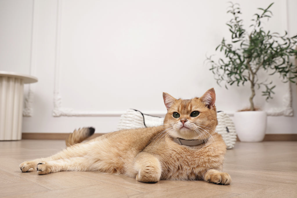 KEEP CALM - Collare con feromoni calmanti per gatti 1 pz