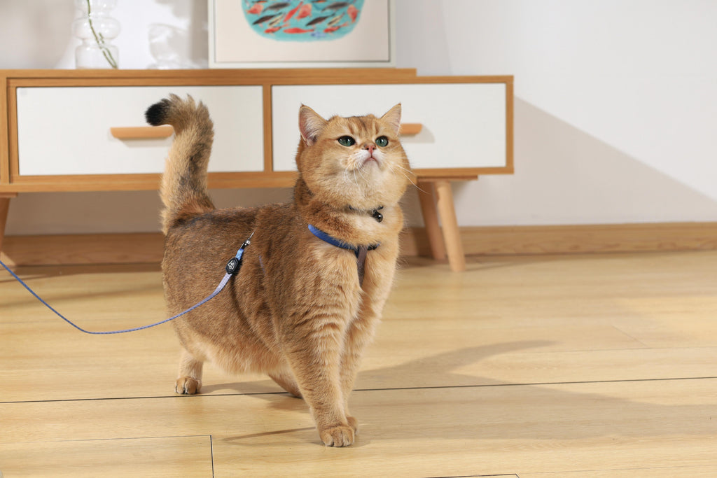 Set Pettorina e Guinzaglio GENTLE CAT Blu Azzurro