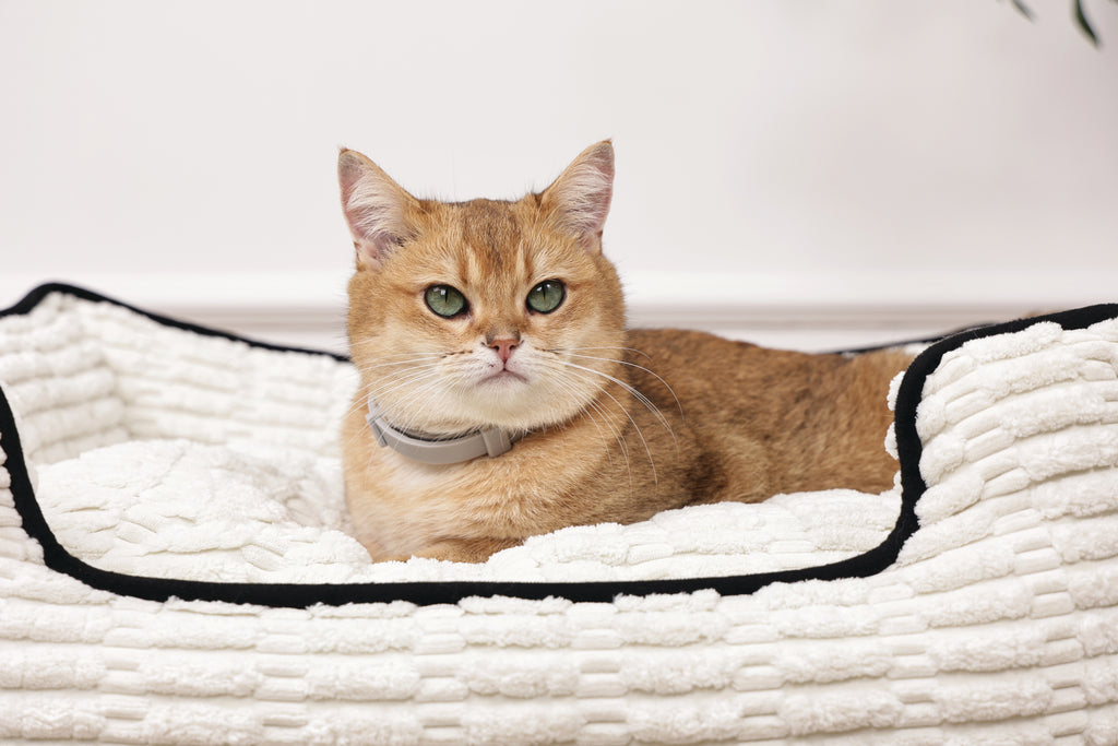 KEEP CALM - Collare con feromoni calmanti per gatti 1 pz