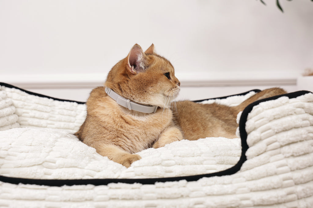 KEEP CALM - Collare con feromoni calmanti per gatti 1 pz