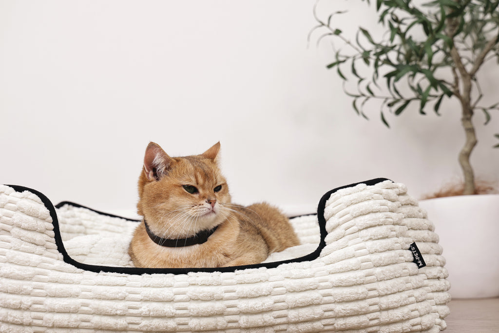 KEEP CALM - Set di collari con feromoni calmanti per gatti 4 pz