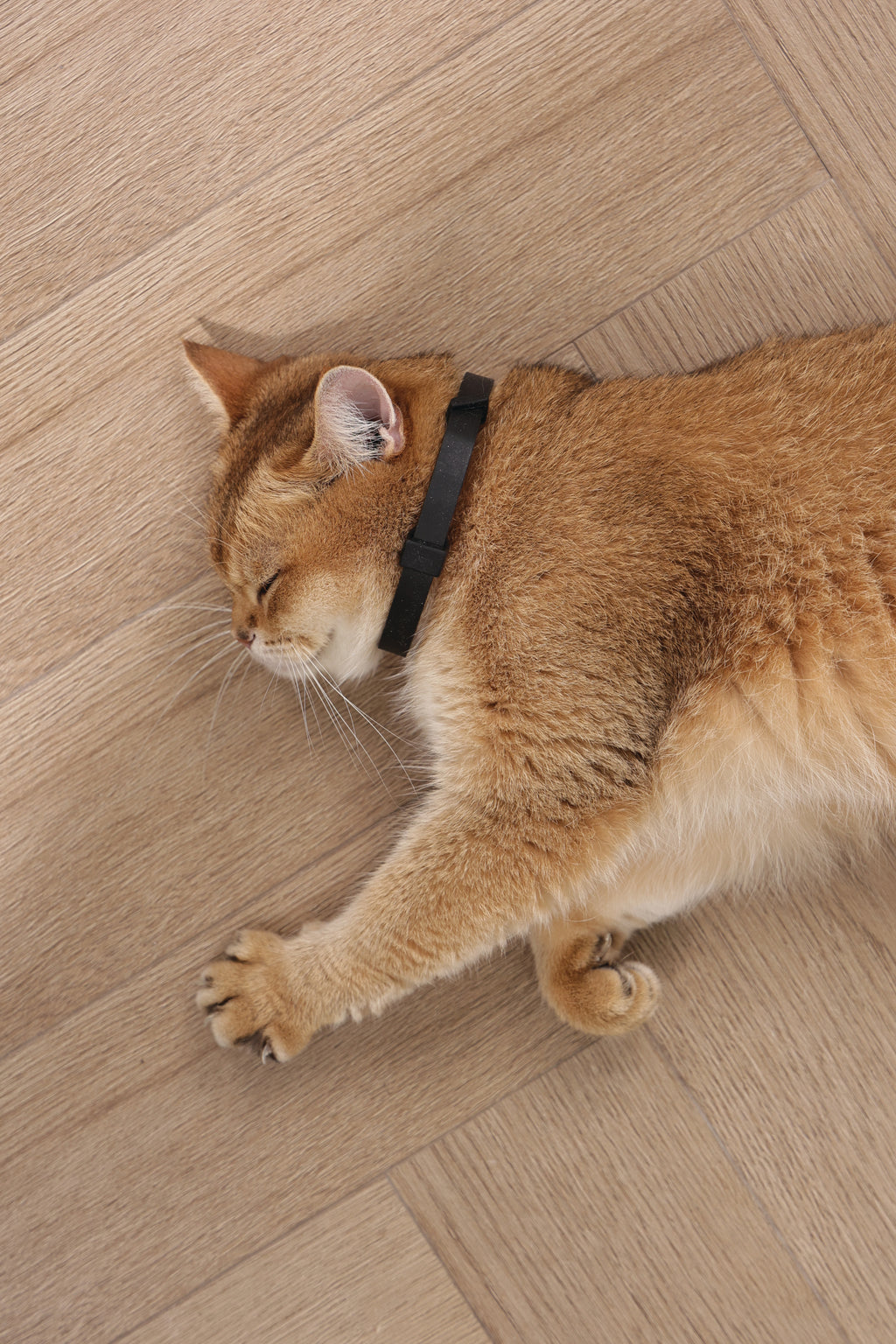 KEEP CALM - Set di collari con feromoni calmanti per gatti 4 pz