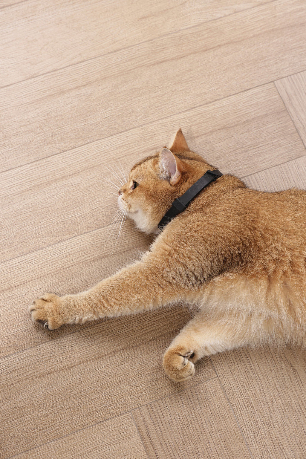 KEEP CALM - Set di collari con feromoni calmanti per gatti 4 pz