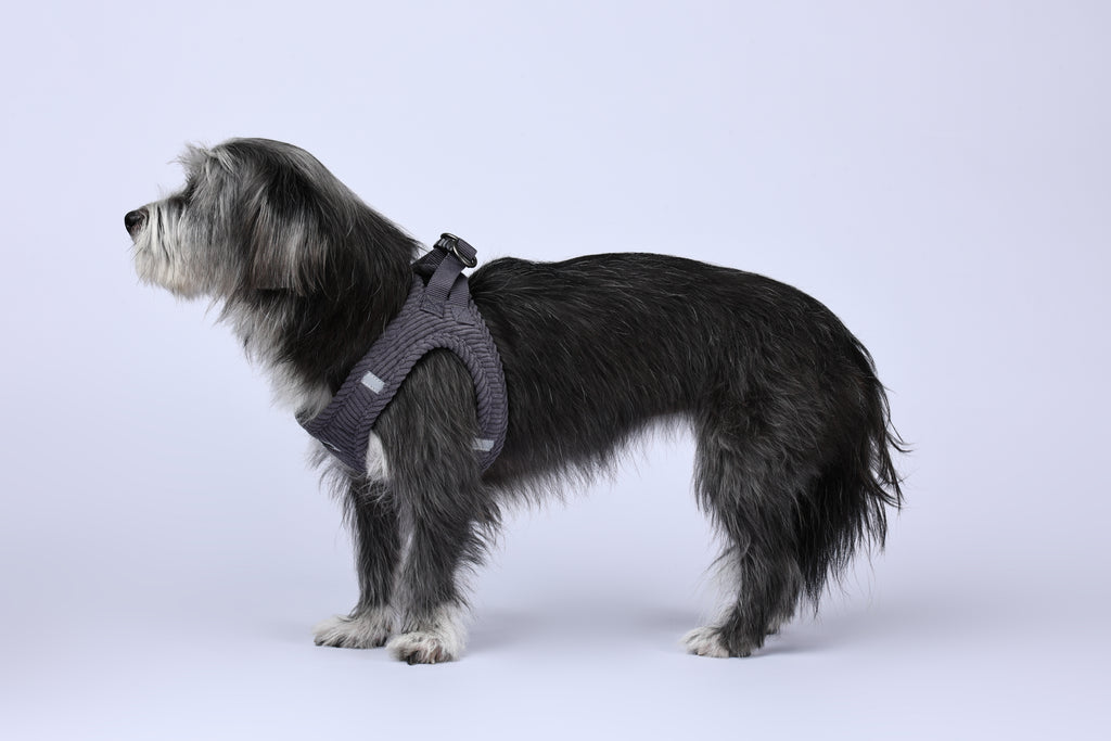 VELVET Dog harness Misty Grey