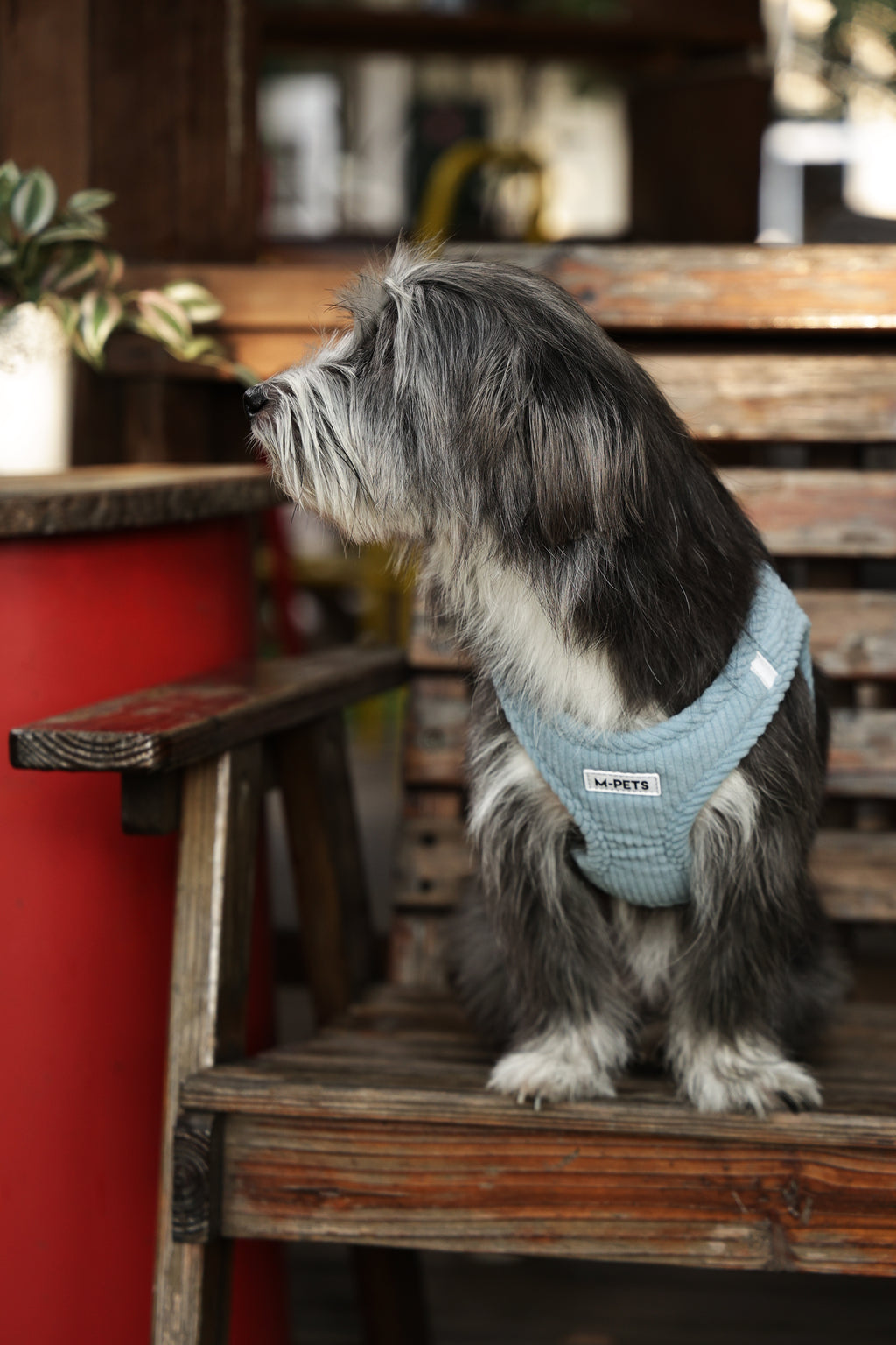 VELVET Dog harness Dusty Blue