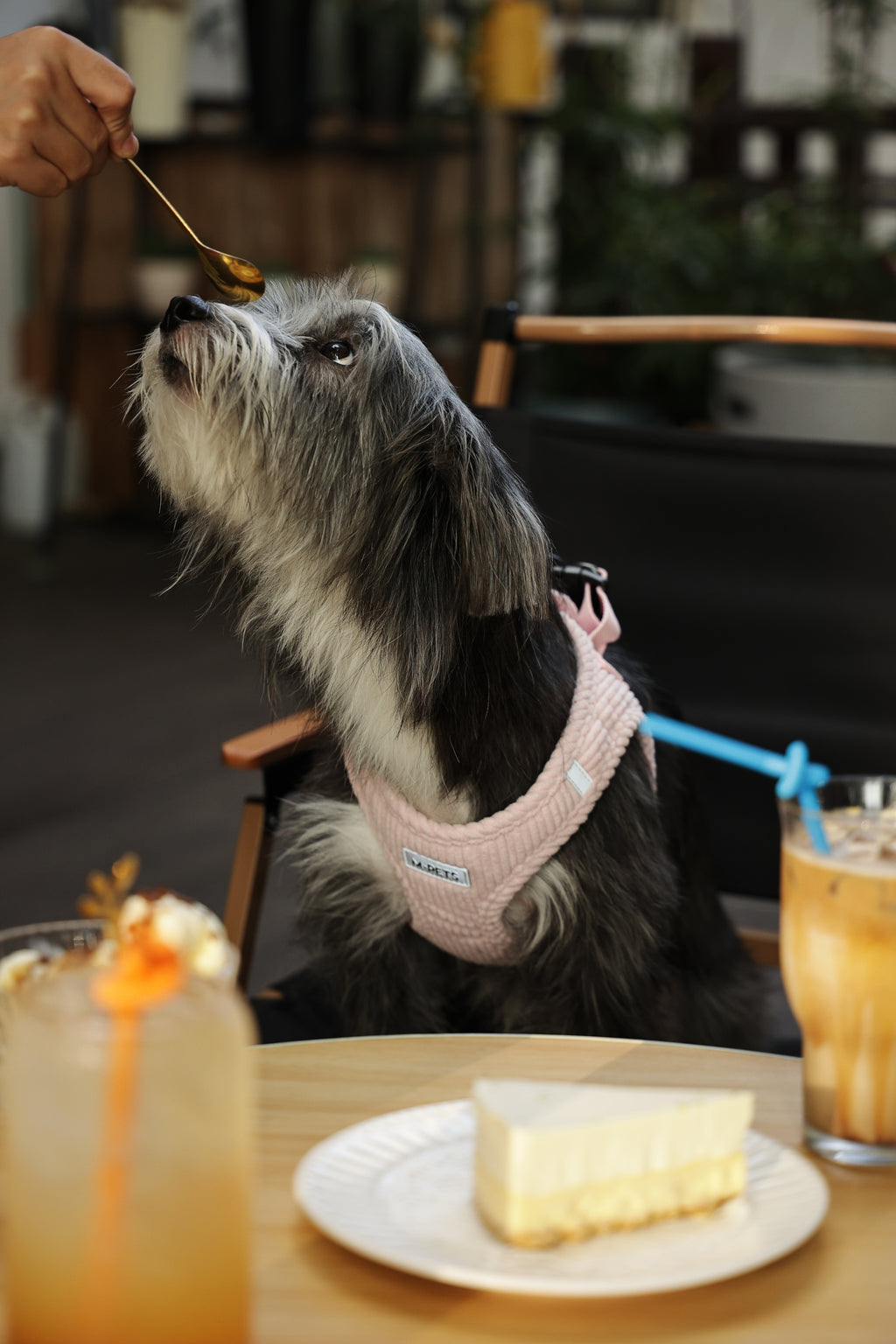 VELVET Dog harness Petal Pink
