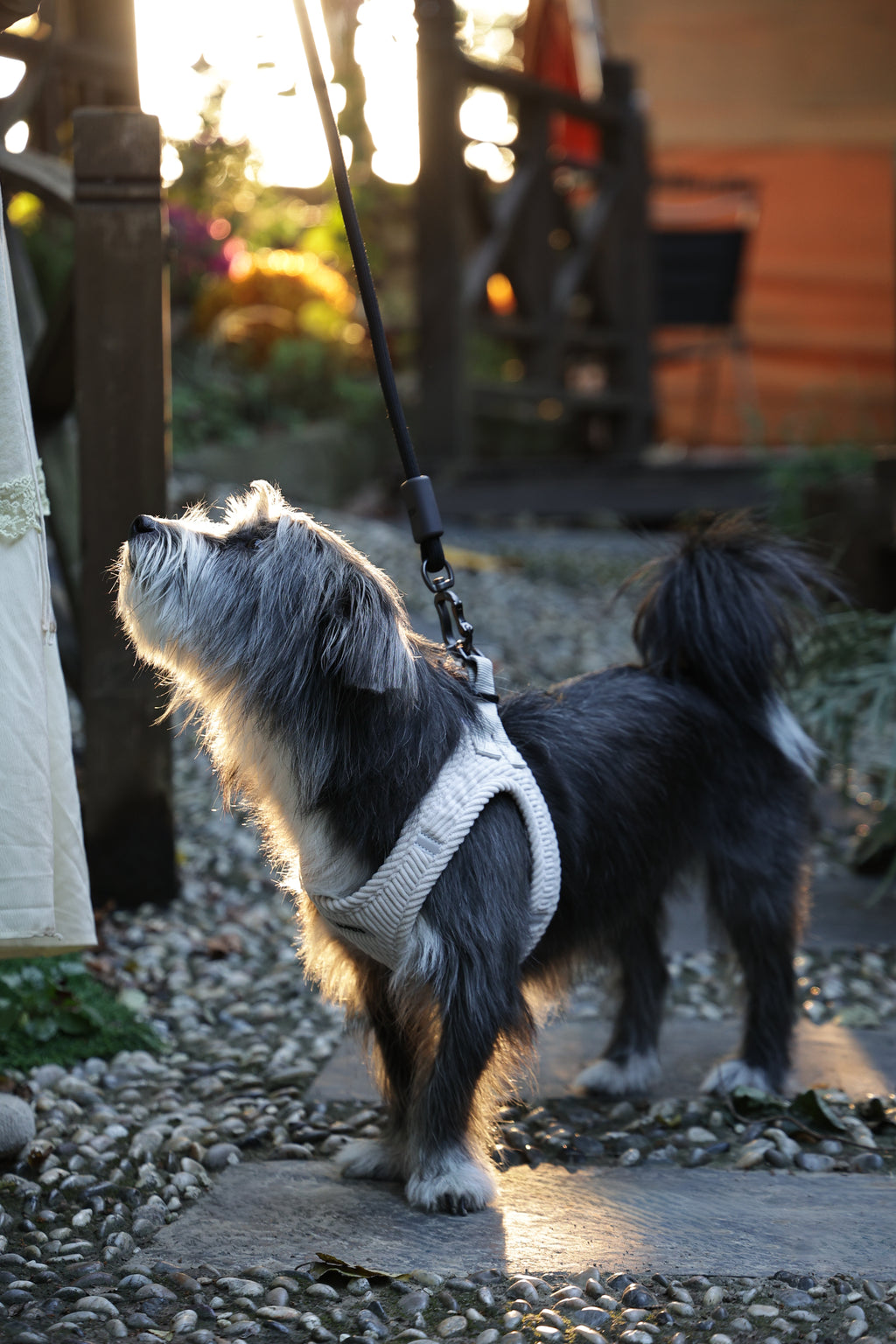 VELVET Dog harness Oat Beige